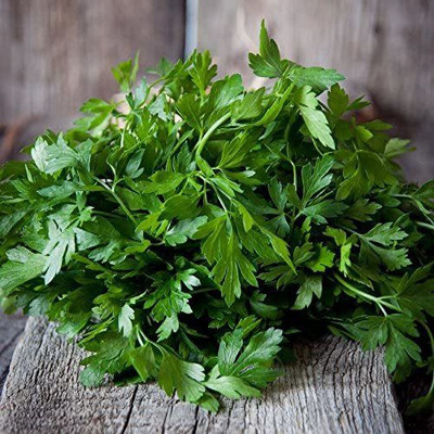CYBEXIS NDIR-51 - Parsley Elite (Plain Single Parsley) - (750 Seeds) Seed(750 per packet)