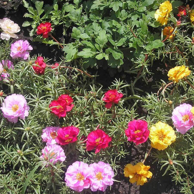 Quentova Portulaca – Grandiflora Double Mix-GBPUT-22F Seed(75 per packet)