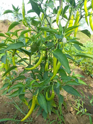 Seedsqlty Guntur chilli seeds for planting, high germination (100 seeds) Seed(100 per packet)