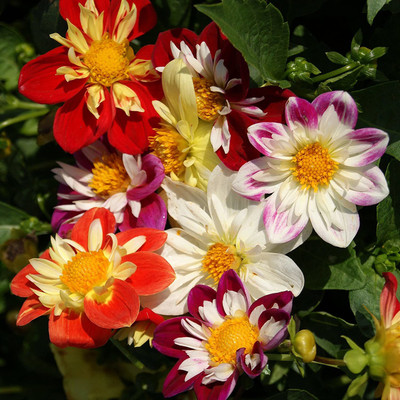 VibeX XL-97 - Dahlia Dandy Flower Plant Mix - (180 Seeds) Seed(180 per packet)