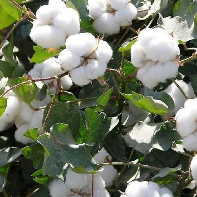 BJUBAS Hybrid cotton seeds Pack of 15 Seed(15 per packet)