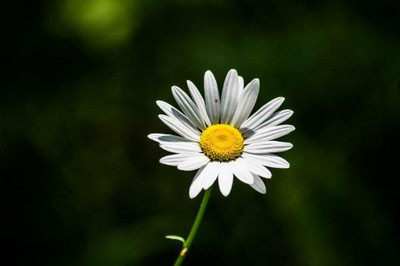 XOLDA Exotic daisy white Seed(40 per packet)