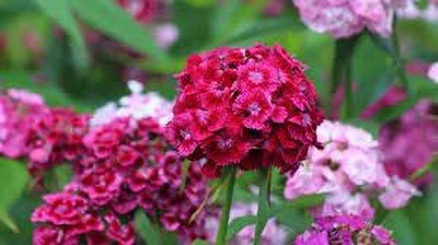 Aywal Dianthus Carnation Chabaud Mix Flower Seed(30 per packet)