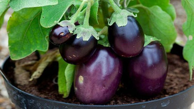 XOLDA Brinjal Seed(32 per packet)