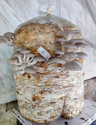 GREENSEA Mushroom Seed(110 per packet)