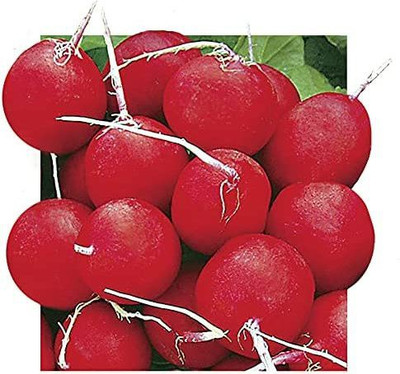 CYBEXIS NDIR-68 - Annabel Hybrid Radish - (2250 Seeds) Seed(2250 per packet)