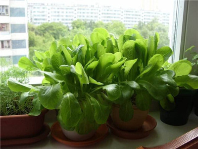Aywal High Quality Spinach/Palak Vegetables Seed(175 per packet)