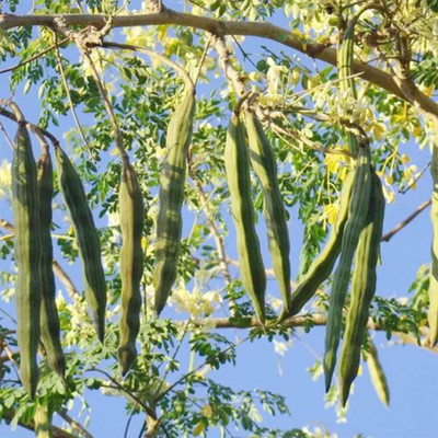 Qualtivate ICRA6-A Moringa / Drumstick Seeds Seed(50 per packet)