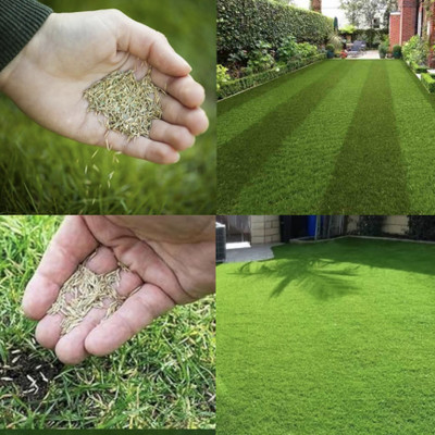 Greenfall Korean Plain Grass Seed for Landscapes - 5500 Seeds Seed(5500 per packet)