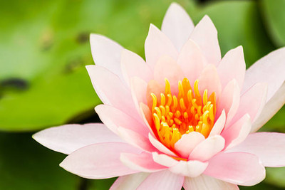 KCZ lotus,kamal gatta Seed(10 per packet)