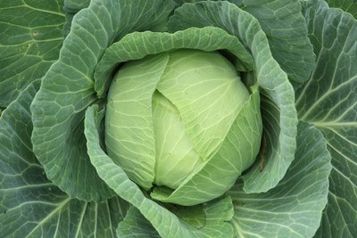 WILLVINE SYN -XVI Vegetable Cabbage Green Late [1g] Seed(300 per packet)