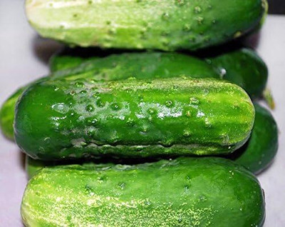 Qualtivate HUA-9A Non-GMO Pickling Cucumber Seeds Seed(300 per packet)
