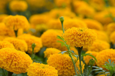 ME Traders marigold/gende ka phool flower seeds Seed(50 per packet)