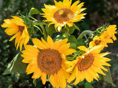 BDSresolve Sunflower seeds for garden PACK OF 29 Seed(19 per packet)