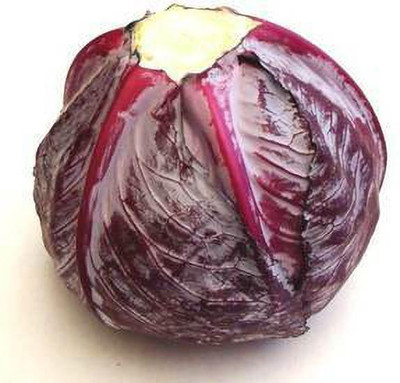 XOLDA Organic Cabbage purple Seed(21 per packet)