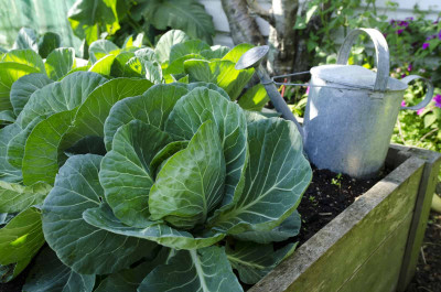 MYLAWN Green Cabbage Seed(100 per packet)