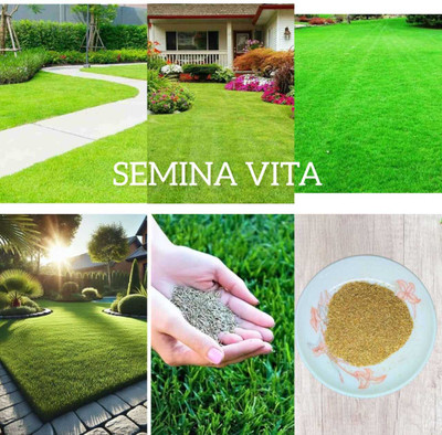 seedkart lawn grass seeds for small garden Seed(3900 per packet)