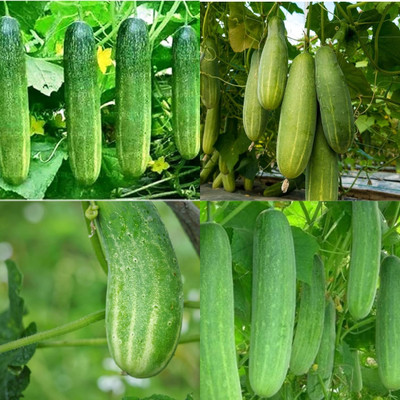 ibains All season cucumber seeds Kakari sosa seeds bij 32 Seed(32 per packet)