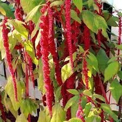 Epazo Amaranthus Flower Seeds, Bright, Colorful Blooms Seed(65 per packet)