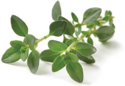 CYBEXIS THYME 800 Seeds Seed(800 per packet)