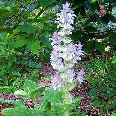 CYBEXIS PUAS-43 - Clary Sage - Bluish-White - (150 Seeds) Seed(150 per packet)