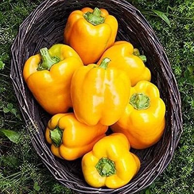 Qualtivate HUA-2A F1 Capsicum Yellow Hybrid Seeds Seed(100 per packet)