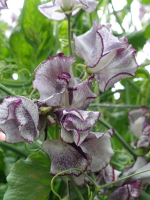 LASMA Sweet Pea Nimbus Seed(20 per packet)