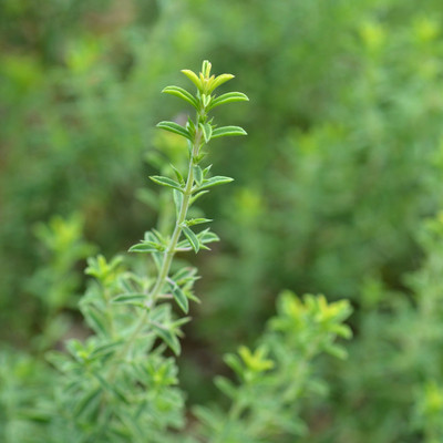 Biosnyg Catnip Herb Garden Seeds[500 Seeds] Seed(500 per packet)