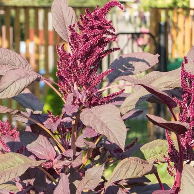 Quentova Red amaranth-XII-6D Seed(250 per packet)