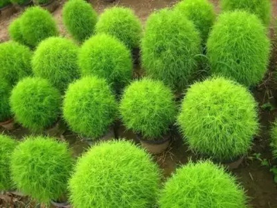 MAA Corinader, Dhania Seed(260 per packet)