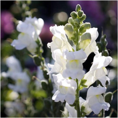 CRGO ANTIRRHINUM Seed(200 per packet)