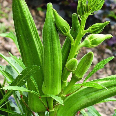 Arshiayat lady finger Seed(150 per packet)