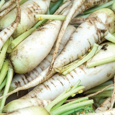 Quentova Daikon Radish (Mooli)-NTL-11O Seed(250 per packet)