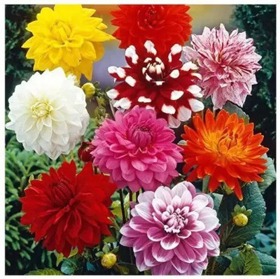 Aro Dhalia Seed(53 per packet)