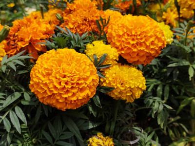 VERTEX AGENCIES marigold/gende ka phool flower seeds Seed(50 per packet)