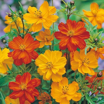 Dasstore Cosmos multiple colour flower seed(pack of 35+) Seed(20 per packet)