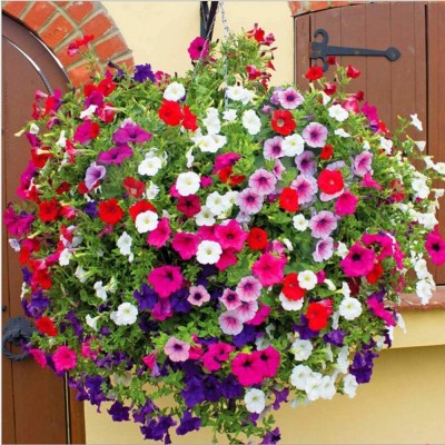 CYBEXIS XL-63 - Mixed Petunia Climbing Flower - (180 Seeds) Seed(180 per packet)