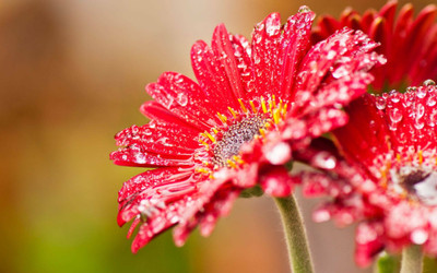 XOLDA Exotic daisy red Seed(33 per packet)