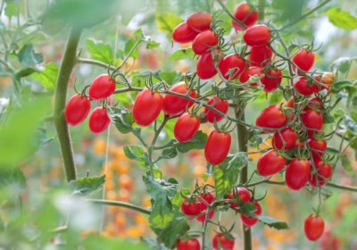 AllThatGrows tomato Seed(100 per packet)