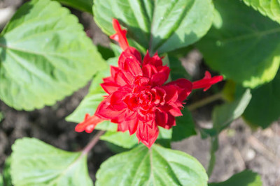 XOLDAA BALSAM FLOWER SEEDS Seed(30 per packet)