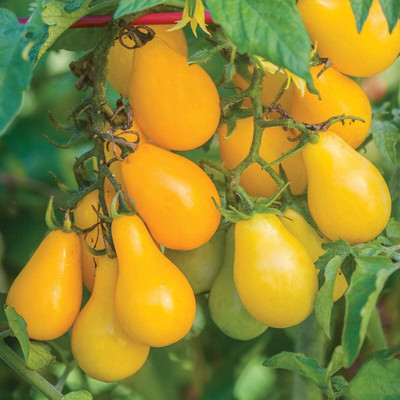 Qualtivate ICRA-8A Heirloom | Yellow Pear Tomato Seed(300 per packet)