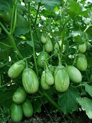 VibeX VXI-19 - Brinjal Green Round Vegetable F1 Hybrid - (150 Seeds) Seed(150 per packet)