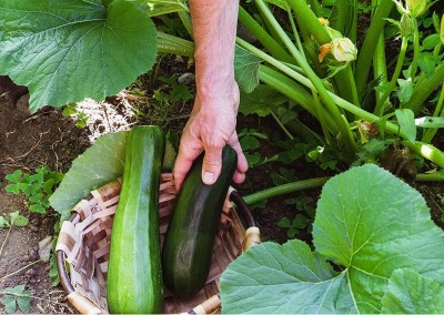 Qualtivate RES-1A Black Beauty Green Heirloom Zucchini Seeds Seed(30 per packet)