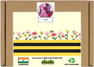 CYBEXIS Stock Flower Seed(50 per packet)
