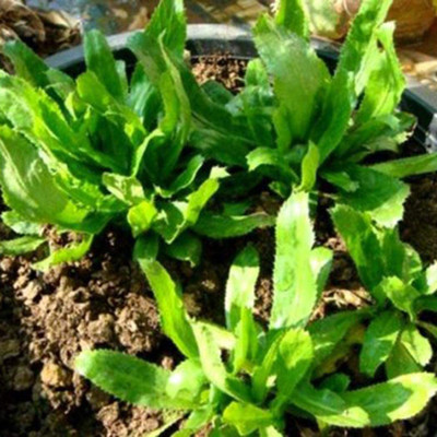 CYBEXIS TLX-92 - Culantro Mexican Coriander - (750 Seeds) Seed(750 per packet)