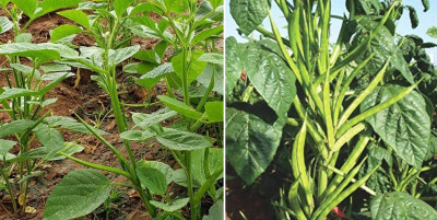 XOLDAA CLUSTER BEANS SEEDS Seed(55 per packet)