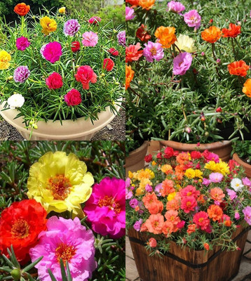 ibains 17 o clock plant seeds 51 Seed(65 per packet)