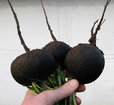 Qualtivate HUA-3A F1 Hybrid Radish Seeds Seed(300 per packet)