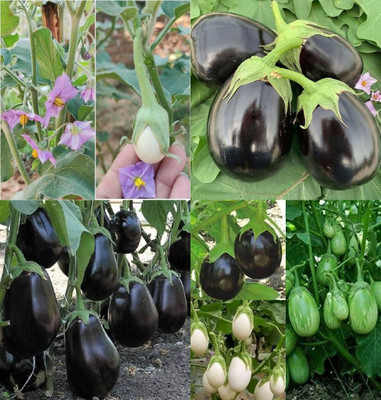 ibains Baingan seeds eggplant bij 64 Seed(64 per packet)