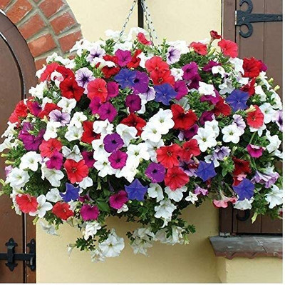 CRGO PETUNIA Seed(30 per packet)